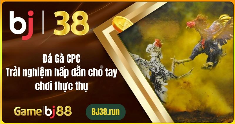 Đá Gà CPC: Trải nghiệm hấp dẫn cho tay chơi thực thụ