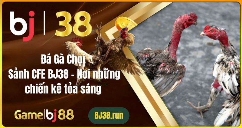 Đá Gà Chọi Sảnh CFE BJ38 - Nơi những chiến kê tỏa sáng