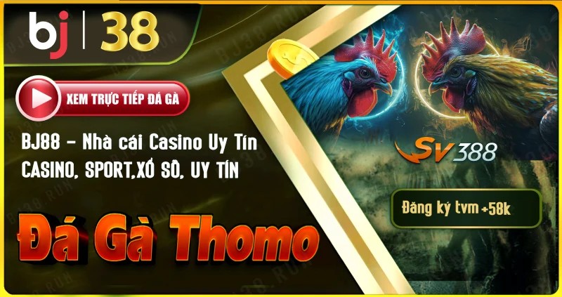 Tại sao Đá Gà Thomo tại BJ38 lại hấp dẫn?