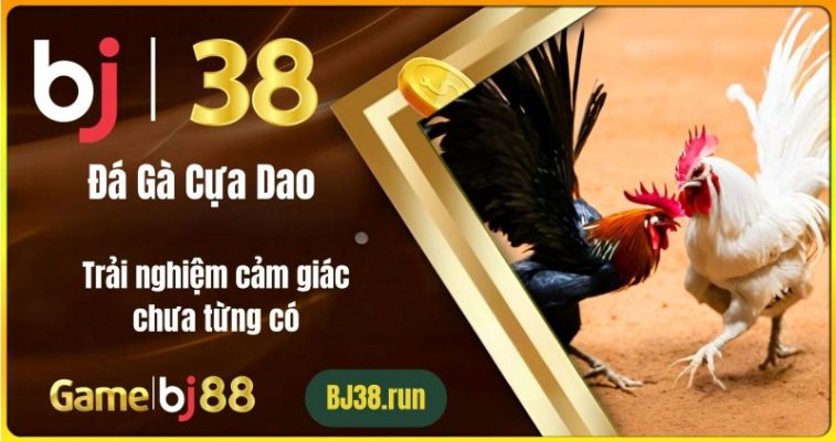 Đá Gà Cựa Dao BJ38 - Trải Nghiệm Cảm Giác Chưa Từng Có