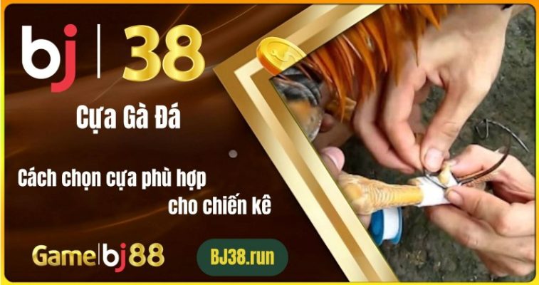 Cựa Gà Đá – Cách Chọn Cựa Phù Hợp Cho Chiến Kê